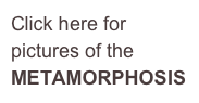 Click here for 
pictures of the 
METAMORPHOSIS