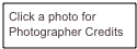 Click a photo for
Photographer Credits